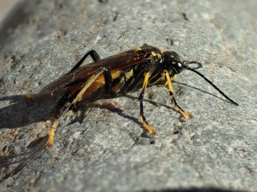Réf. 282 531 : Tenthredo maculata maculata